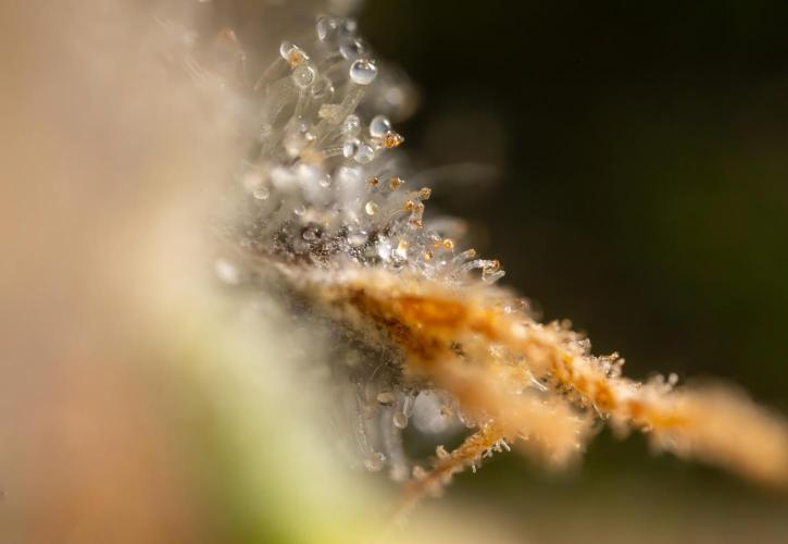 London Pound Cake 🍰 - Zamnesia x B&B. Week 11 - London Pound Cake  #1 - HARVEST DAY - Micro Worlds 10x