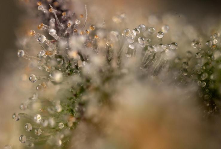London Pound Cake 🍰 - Zamnesia x B&B. Week 11 - London Pound Cake  #1 - HARVEST DAY - Micro Worlds 10x
