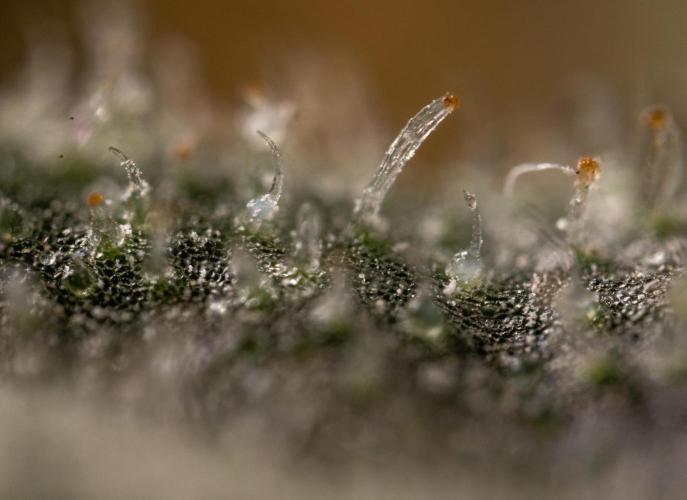 London Pound Cake 🍰 - Zamnesia x B&B. Week 11 - London Pound Cake  #1 - HARVEST DAY - Micro Worlds 10x