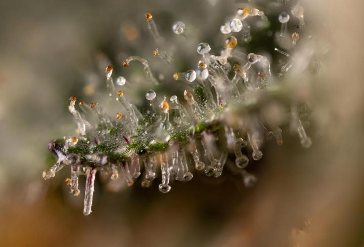 London Pound Cake 🍰 - Zamnesia x B&B. Week 11 - London Pound Cake  #1 - HARVEST DAY - Micro Worlds 10x