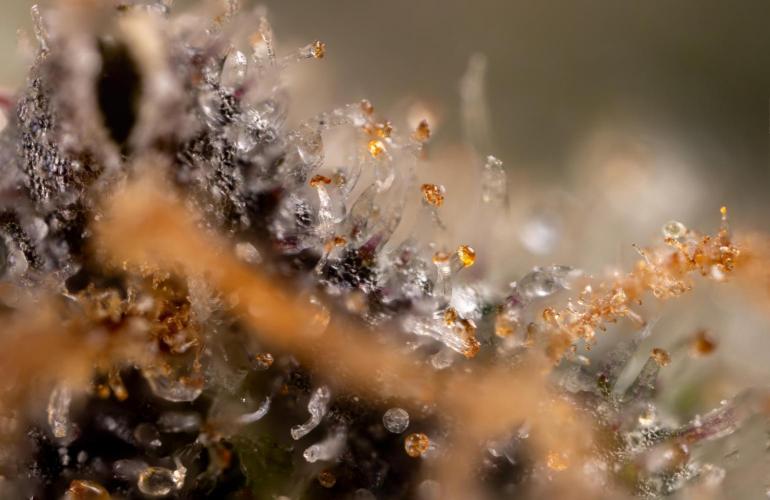 London Pound Cake 🍰 - Zamnesia x B&B. Week 11 - London Pound Cake  #1 - HARVEST DAY - Micro Worlds 10x