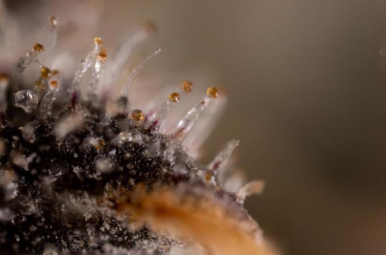 London Pound Cake 🍰 - Zamnesia x B&B. Week 11 - London Pound Cake  #1 - HARVEST DAY - Micro Worlds 10x