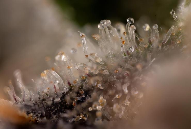London Pound Cake 🍰 - Zamnesia x B&B. Week 11 - London Pound Cake  #1 - HARVEST DAY - Micro Worlds 10x