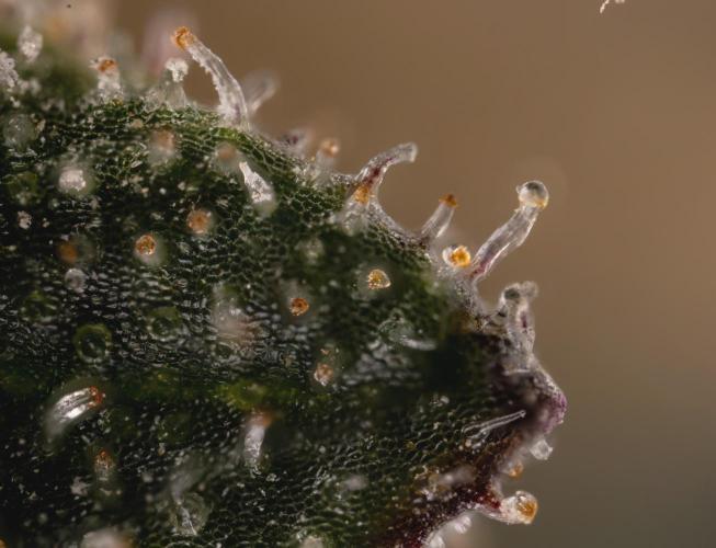 London Pound Cake 🍰 - Zamnesia x B&B. Week 11 - London Pound Cake  #1 - HARVEST DAY - Micro Worlds 10x
