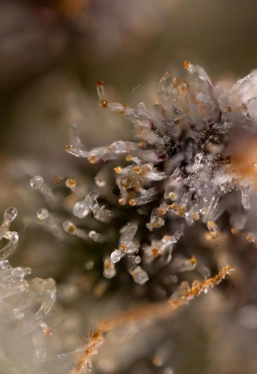 London Pound Cake 🍰 - Zamnesia x B&B. Week 11 - London Pound Cake  #1 - HARVEST DAY - Micro Worlds 10x