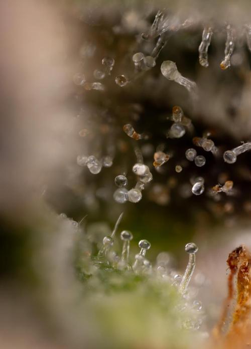 London Pound Cake 🍰 - Zamnesia x B&B. Week 11 - London Pound Cake  #1 - HARVEST DAY - Micro Worlds 10x