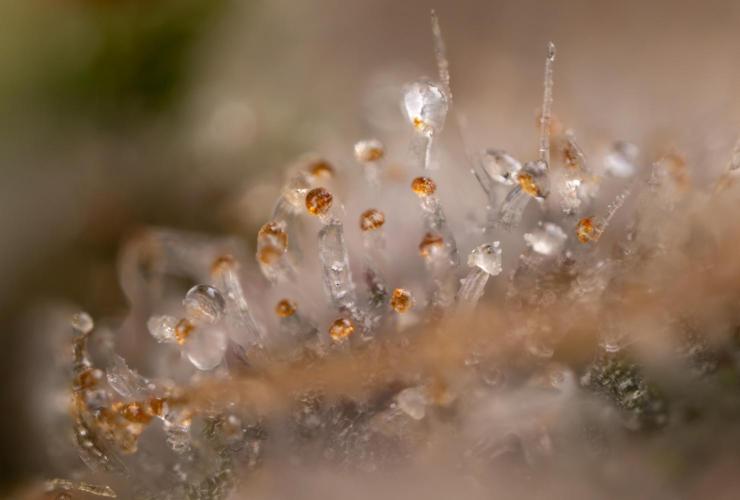 London Pound Cake 🍰 - Zamnesia x B&B. Week 11 - London Pound Cake  #1 - HARVEST DAY - Micro Worlds 10x