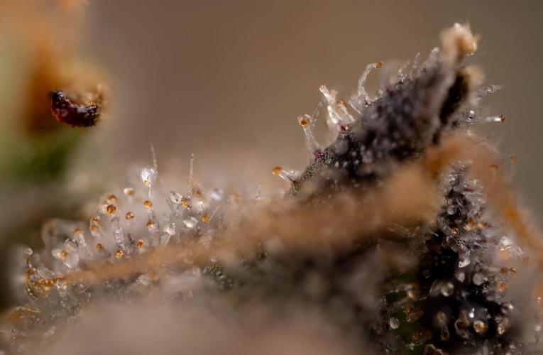 London Pound Cake 🍰 - Zamnesia x B&B. Week 11 - London Pound Cake  #1 - HARVEST DAY - Micro Worlds 10x