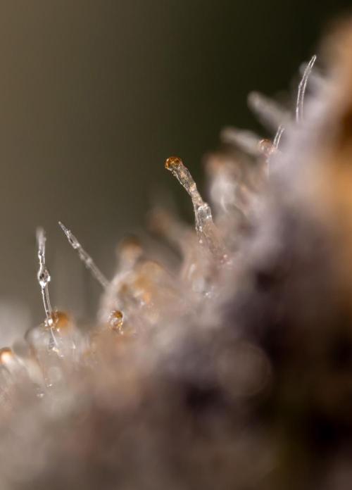 London Pound Cake 🍰 - Zamnesia x B&B. Week 11 - London Pound Cake  #1 - HARVEST DAY - Micro Worlds 10x