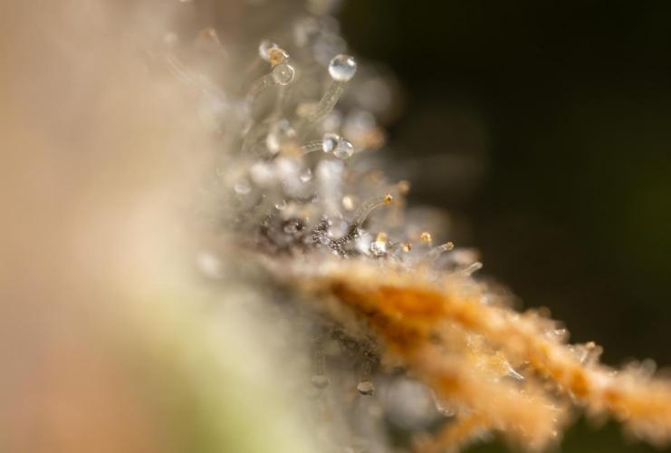 London Pound Cake 🍰 - Zamnesia x B&B. Week 11 - London Pound Cake  #1 - HARVEST DAY - Micro Worlds 10x