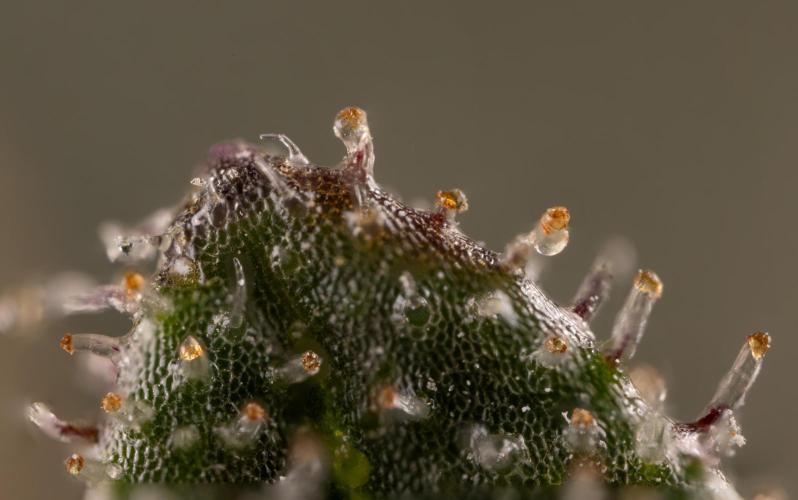 London Pound Cake 🍰 - Zamnesia x B&B. Week 11 - London Pound Cake  #1 - HARVEST DAY - Micro Worlds 10x