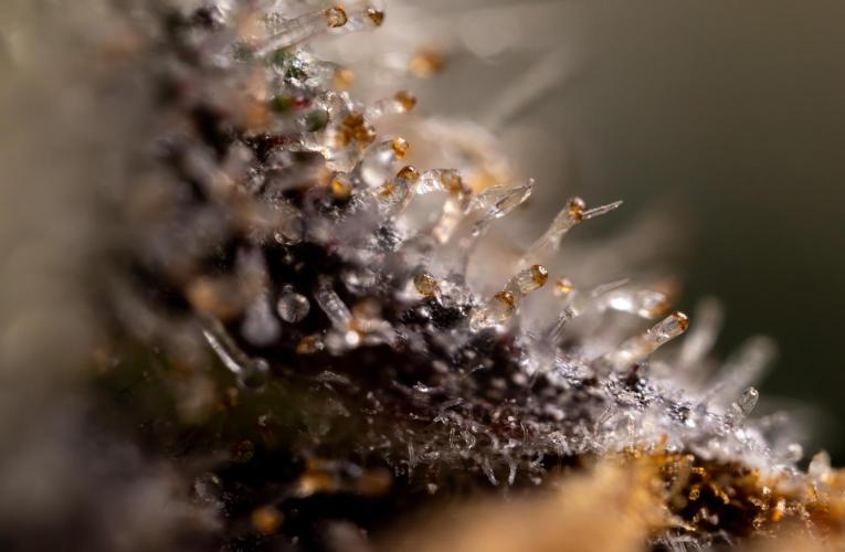 London Pound Cake 🍰 - Zamnesia x B&B. Week 11 - London Pound Cake  #1 - HARVEST DAY - Micro Worlds 10x
