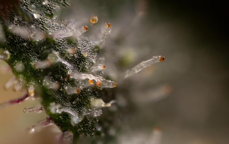 London Pound Cake 🍰 - Zamnesia x B&B. Week 11 - London Pound Cake  #1 - HARVEST DAY - Micro Worlds 10x