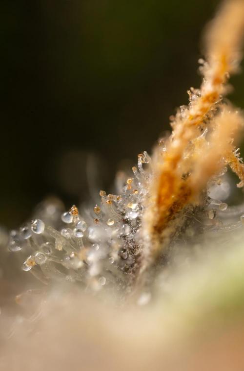 London Pound Cake 🍰 - Zamnesia x B&B. Week 11 - London Pound Cake  #1 - HARVEST DAY - Micro Worlds 10x