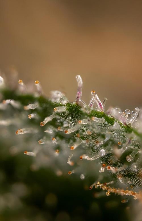 London Pound Cake 🍰 - Zamnesia x B&B. Week 11 - London Pound Cake  #1 - HARVEST DAY - Micro Worlds 10x