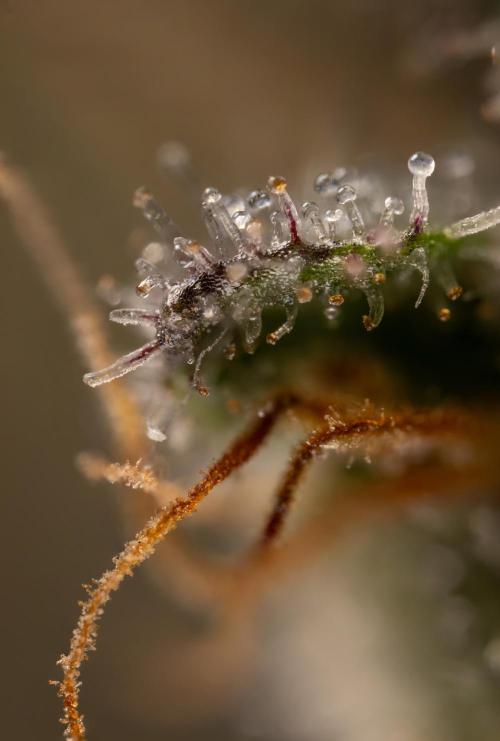 London Pound Cake 🍰 - Zamnesia x B&B. Week 11 - London Pound Cake  #1 - HARVEST DAY - Micro Worlds 10x