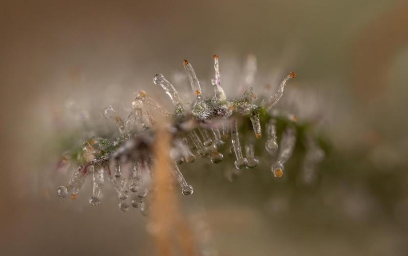 London Pound Cake 🍰 - Zamnesia x B&B. Week 11 - London Pound Cake  #1 - HARVEST DAY - Micro Worlds 10x