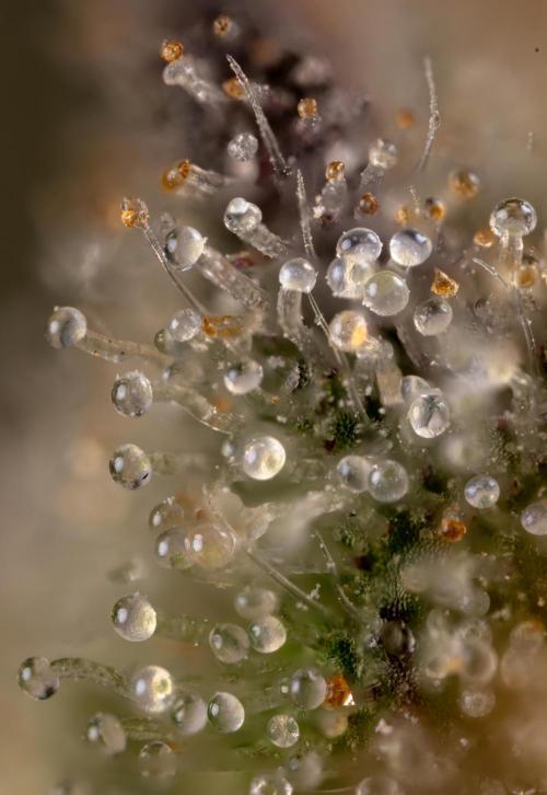 London Pound Cake 🍰 - Zamnesia x B&B. Week 11 - London Pound Cake  #1 - HARVEST DAY - Micro Worlds 10x