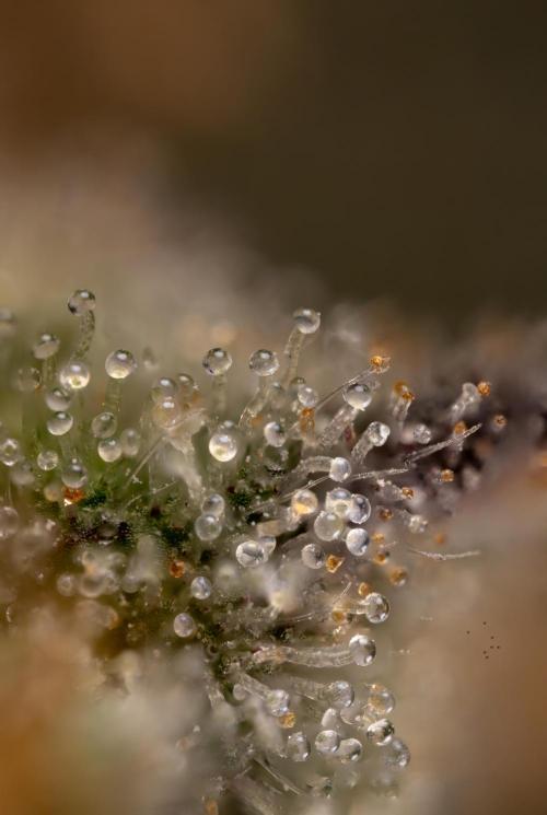 London Pound Cake 🍰 - Zamnesia x B&B. Week 11 - London Pound Cake  #1 - HARVEST DAY - Micro Worlds 10x