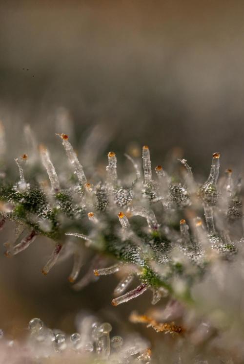 London Pound Cake 🍰 - Zamnesia x B&B. Week 11 - London Pound Cake  #1 - HARVEST DAY - Micro Worlds 10x