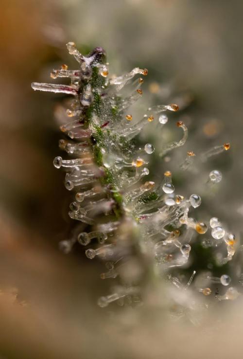 London Pound Cake 🍰 - Zamnesia x B&B. Week 11 - London Pound Cake  #1 - HARVEST DAY - Micro Worlds 10x