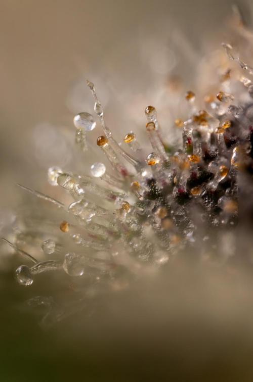 London Pound Cake 🍰 - Zamnesia x B&B. Week 11 - London Pound Cake  #1 - HARVEST DAY - Micro Worlds 10x