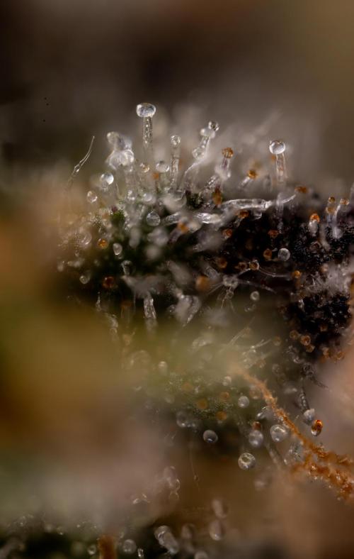 London Pound Cake 🍰 - Zamnesia x B&B. Week 11 - London Pound Cake  #1 - HARVEST DAY - Micro Worlds 10x