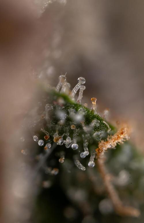 London Pound Cake 🍰 - Zamnesia x B&B. Week 11 - London Pound Cake  #1 - HARVEST DAY - Micro Worlds 10x