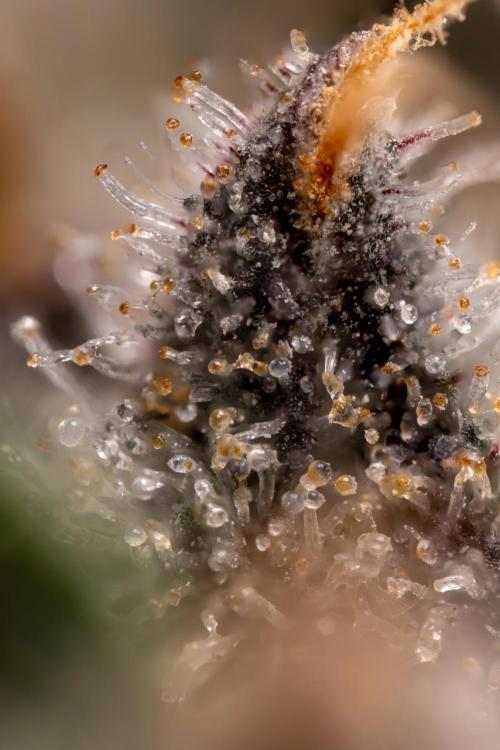 London Pound Cake 🍰 - Zamnesia x B&B. Week 11 - London Pound Cake  #1 - HARVEST DAY - Micro Worlds 10x