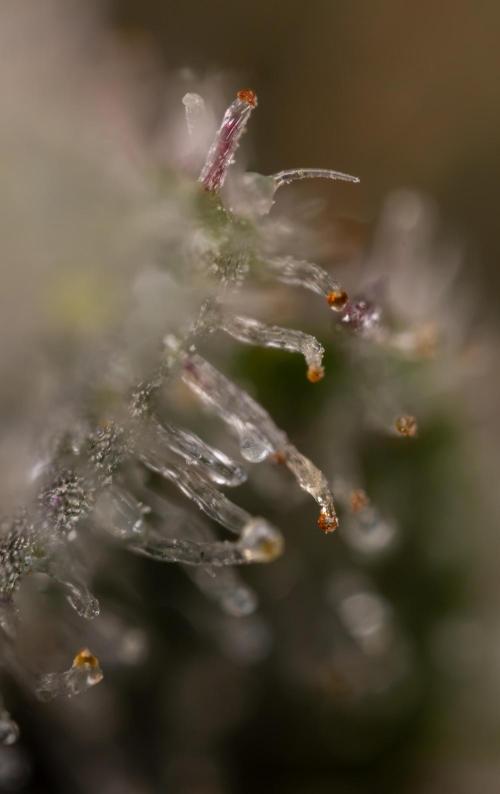 London Pound Cake 🍰 - Zamnesia x B&B. Week 11 - London Pound Cake  #1 - HARVEST DAY - Micro Worlds 10x