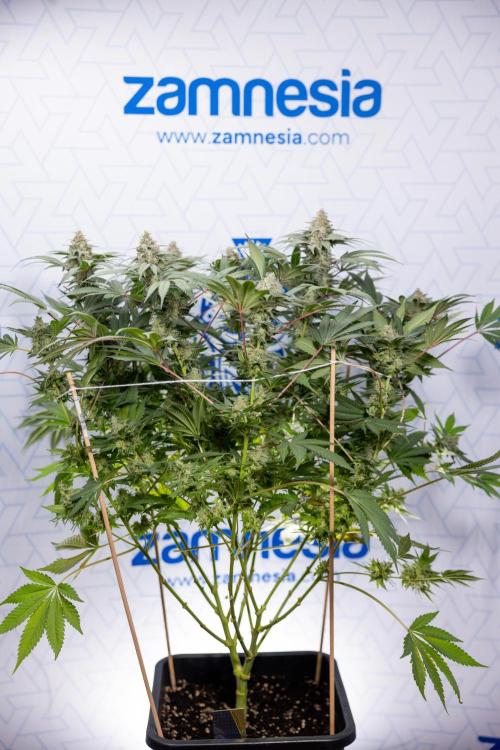 London Pound Cake 🍰 - Zamnesia x B&B. Week 11 - London Pound Cake  #1 - HARVEST DAY - No Techniques