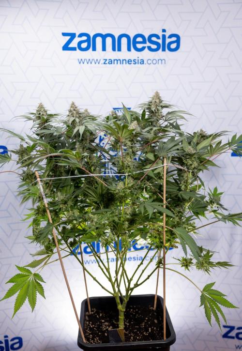 London Pound Cake 🍰 - Zamnesia x B&B. Week 11 - London Pound Cake  #1 - HARVEST DAY - No Techniques