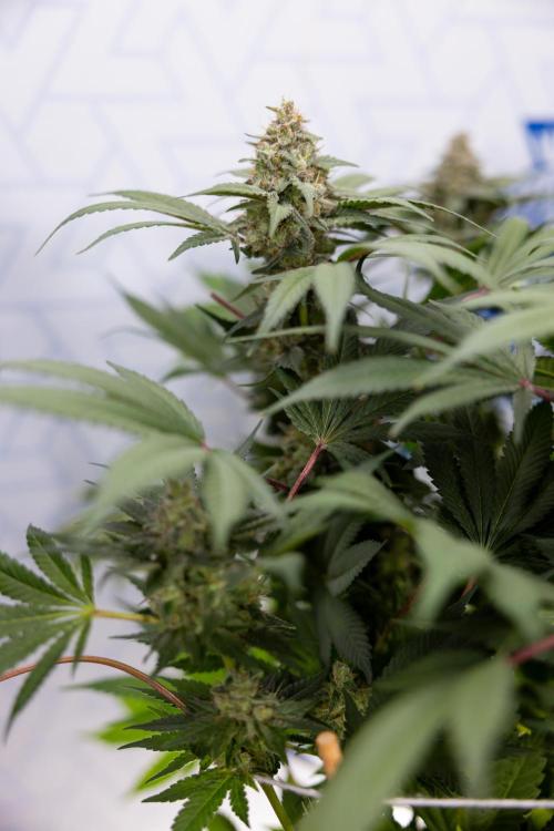 London Pound Cake 🍰 - Zamnesia x B&B. Week 11 - London Pound Cake  #1 - HARVEST DAY - No Techniques