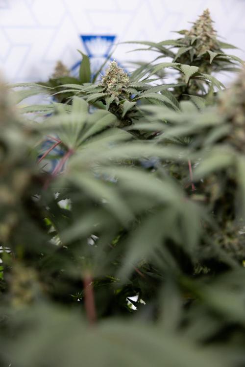 London Pound Cake 🍰 - Zamnesia x B&B. Week 11 - London Pound Cake  #1 - HARVEST DAY - No Techniques