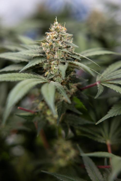 London Pound Cake 🍰 - Zamnesia x B&B. Week 11 - London Pound Cake  #1 - HARVEST DAY - No Techniques