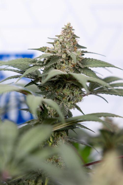 London Pound Cake 🍰 - Zamnesia x B&B. Week 11 - London Pound Cake  #1 - HARVEST DAY - No Techniques