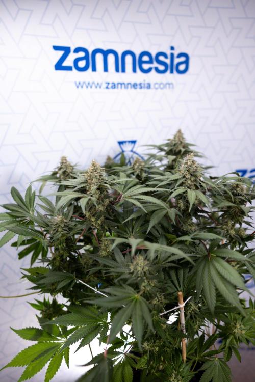 London Pound Cake 🍰 - Zamnesia x B&B. Week 11 - London Pound Cake  #1 - HARVEST DAY - No Techniques