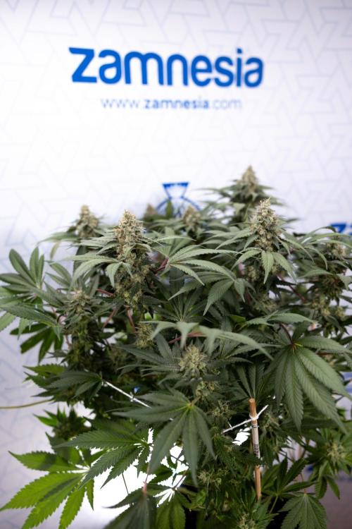London Pound Cake 🍰 - Zamnesia x B&B. Week 11 - London Pound Cake  #1 - HARVEST DAY - No Techniques