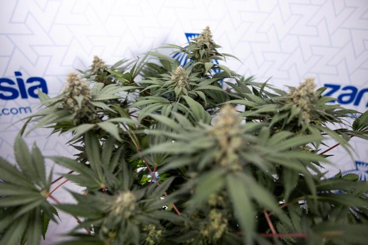 London Pound Cake 🍰 - Zamnesia x B&B. Week 11 - London Pound Cake  #1 - HARVEST DAY - No Techniques