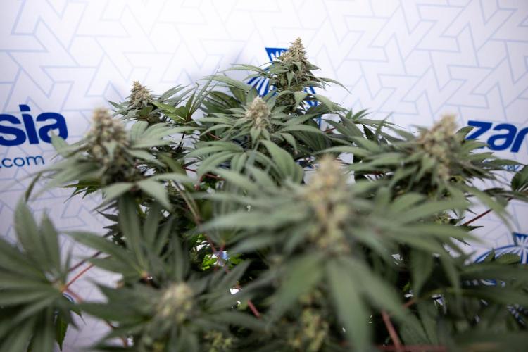London Pound Cake 🍰 - Zamnesia x B&B. Week 11 - London Pound Cake  #1 - HARVEST DAY - No Techniques