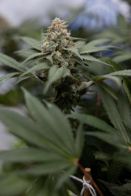 London Pound Cake 🍰 - Zamnesia x B&B. Week 11 - London Pound Cake  #1 - HARVEST DAY - No Techniques
