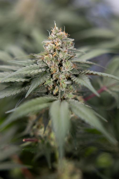 London Pound Cake 🍰 - Zamnesia x B&B. Week 11 - London Pound Cake  #1 - HARVEST DAY - No Techniques