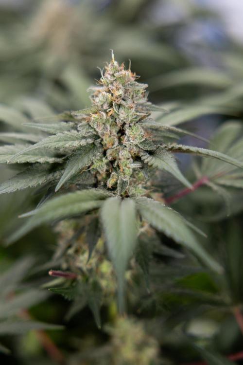 London Pound Cake 🍰 - Zamnesia x B&B. Week 11 - London Pound Cake  #1 - HARVEST DAY - No Techniques