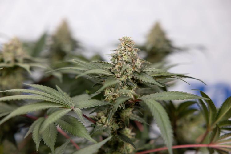 London Pound Cake 🍰 - Zamnesia x B&B. Week 11 - London Pound Cake  #1 - HARVEST DAY - No Techniques