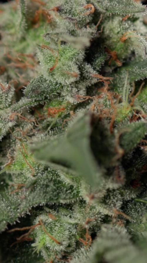 London Pound Cake 🍰 - Zamnesia x B&B
