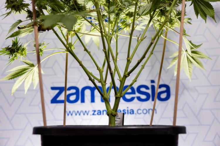 London Pound Cake 🍰 - Zamnesia x B&B. Week 12 - London Pound Cake #2 - Harvest Day