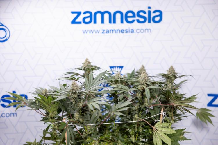 London Pound Cake 🍰 - Zamnesia x B&B. Week 12 - London Pound Cake #2 - Harvest Day