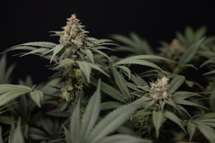 London Pound Cake 🍰 - Zamnesia x B&B. Week 12 - London Pound Cake #2 - Harvest Day
