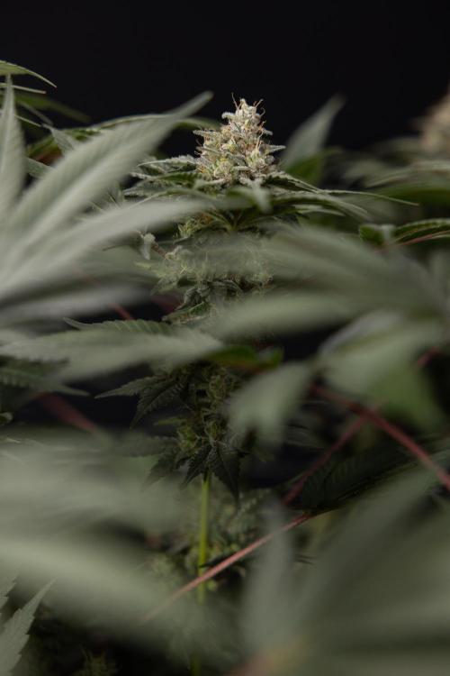 London Pound Cake 🍰 - Zamnesia x B&B. Week 12 - London Pound Cake #2 - Harvest Day