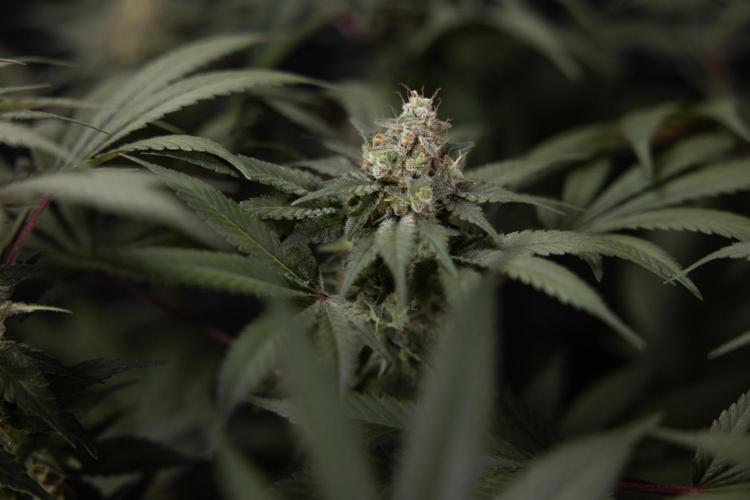 London Pound Cake 🍰 - Zamnesia x B&B. Week 12 - London Pound Cake #2 - Harvest Day